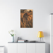 Lion Stalking Through Savannah Grass Wall Art & Canvas Print