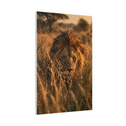 Lion Stalking Through Savannah Grass Wall Art & Canvas Print