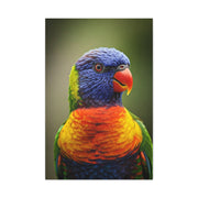 Vibrant Rainbow Lorikeet Wall Art & Canvas Prints