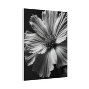 Dramatic Monochrome Cosmos Bloom Wall Art & Canvas Prints