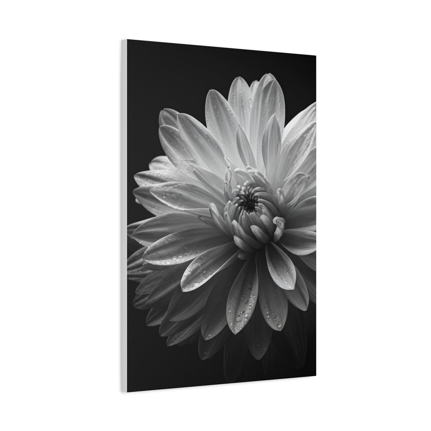 Chrysanthemum in Timeless Shadow Wall Art & Canvas Prints