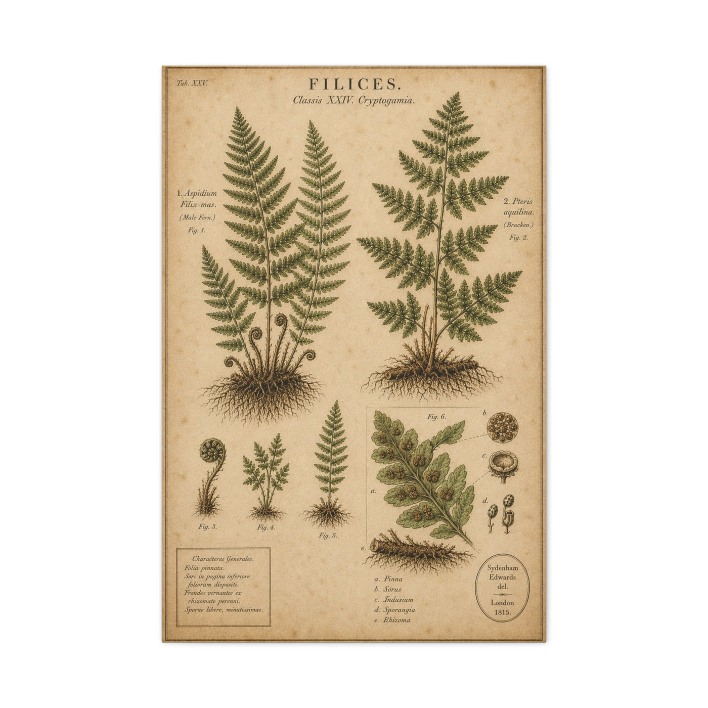 Antique Fern Herbarium Plate Wall Art & Canvas Print