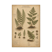Antique Fern Herbarium Plate Wall Art & Canvas Print