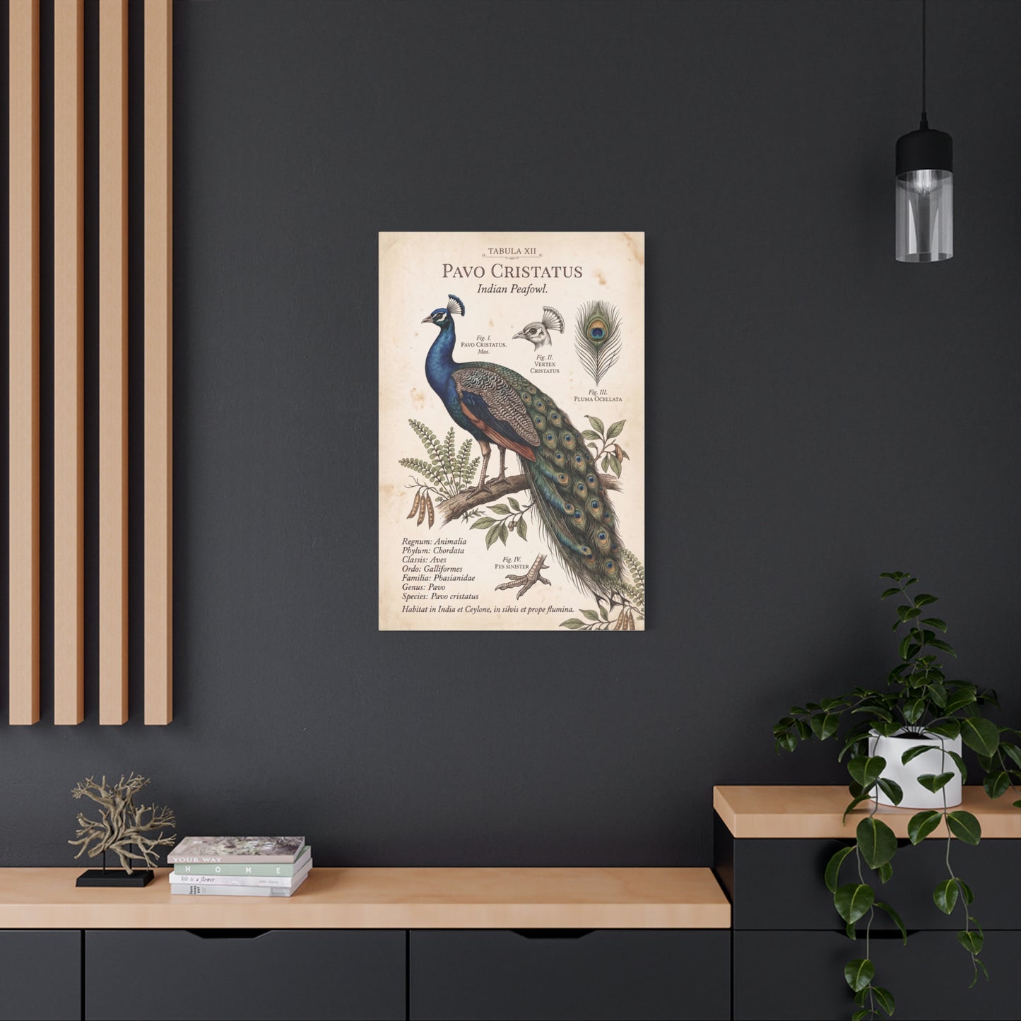 Vintage Natural History Peacock Study Wall Art & Canvas Print