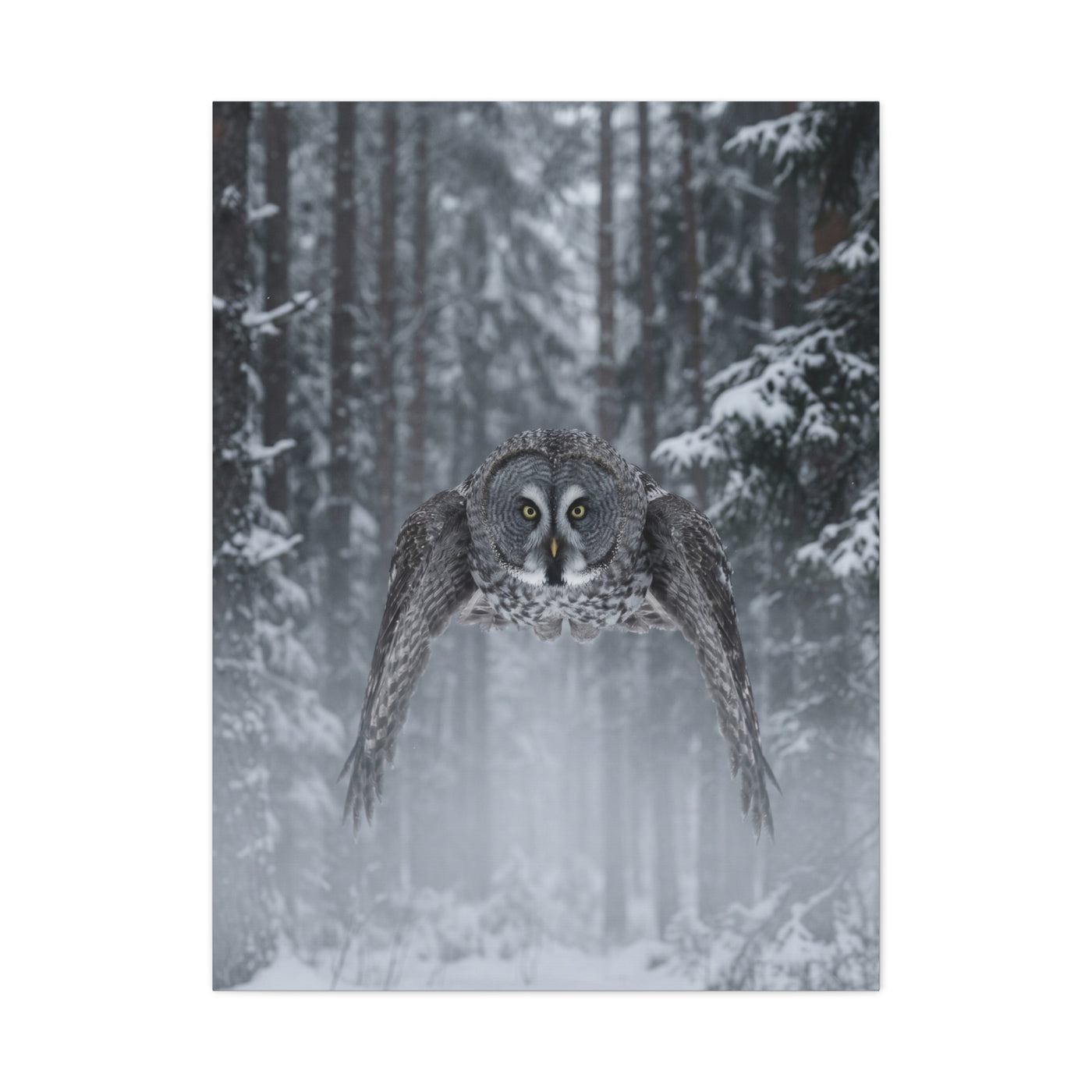 Great Grey Owl Winter Flight Wall Art & Canvas Print