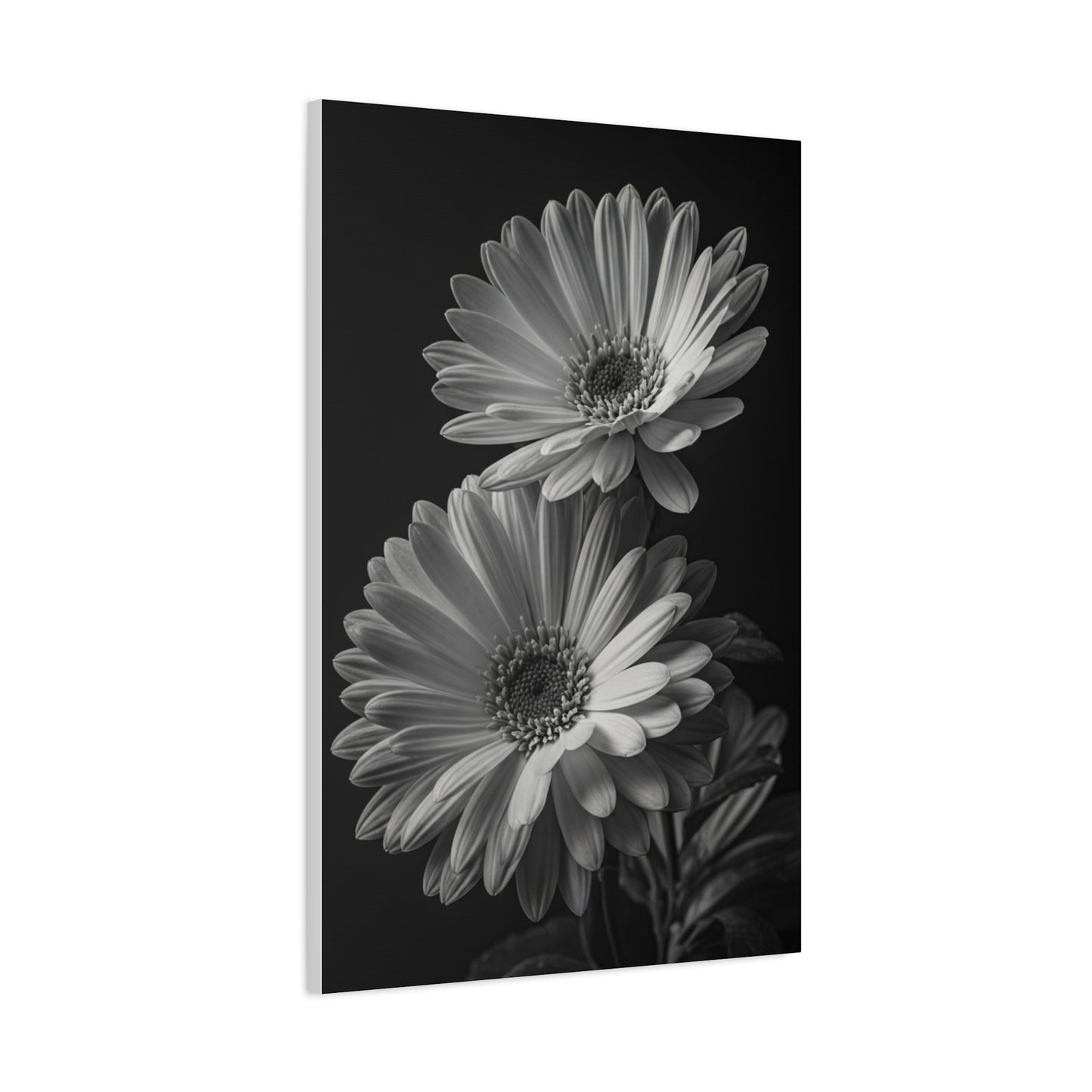 Timeless Gerbera Duo Monochrome Wall Art & Canvas Prints