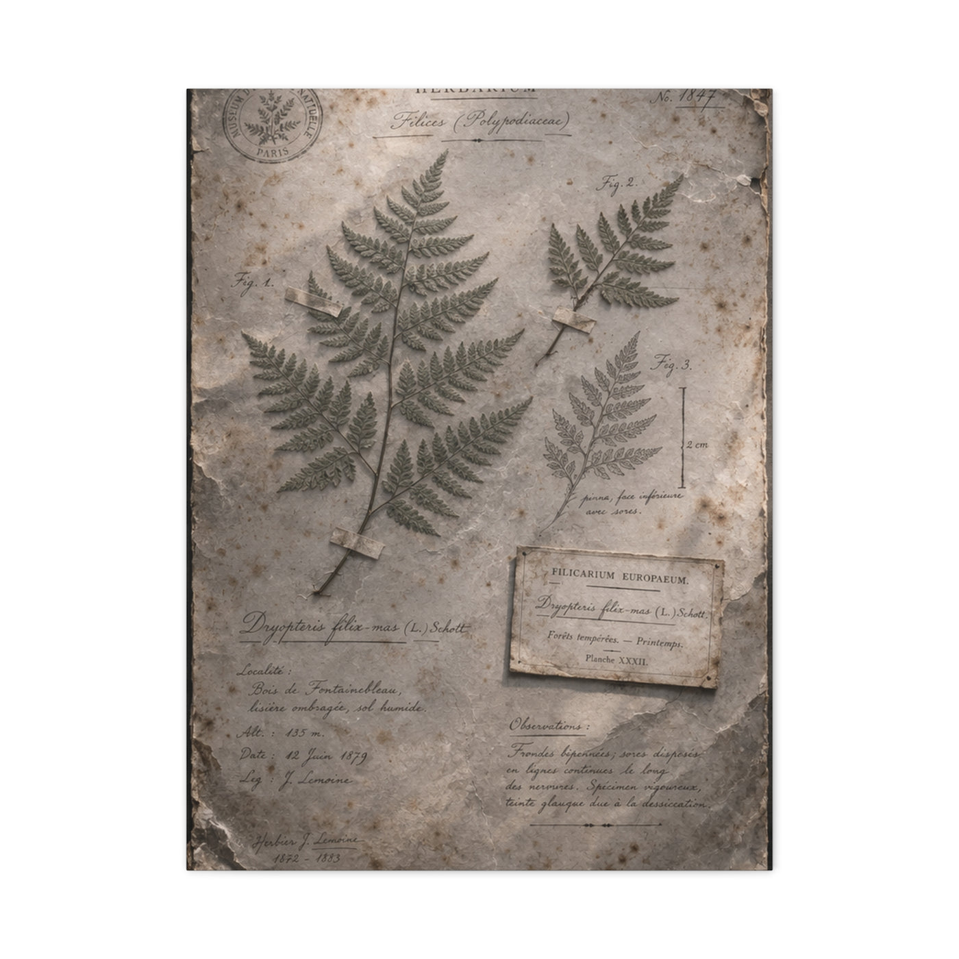 Antique Fern Herbarium Archive Wall Art & Canvas Print