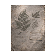 Antique Fern Herbarium Archive Wall Art & Canvas Print