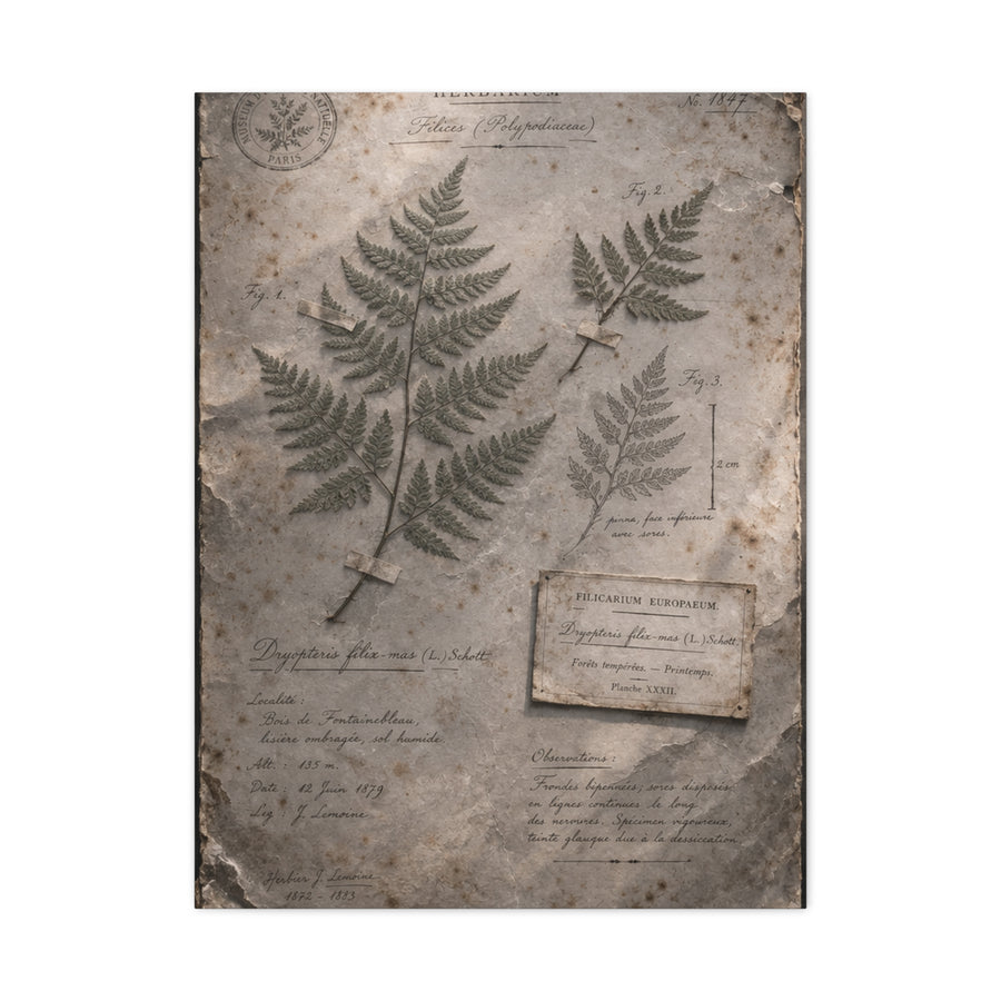 Antique Fern Herbarium Archive Wall Art & Canvas Print