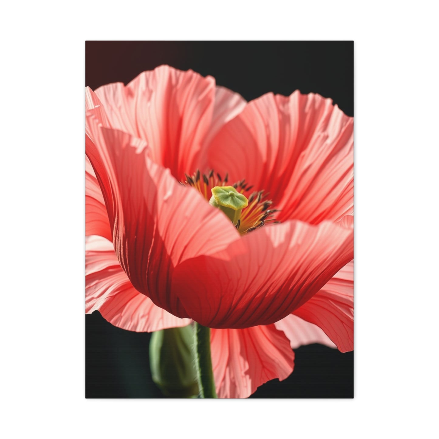 Supreme Poppy Flower Art Beautiful Collection Wall Art & Canvas Print