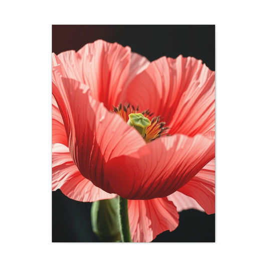 Supreme Poppy Flower Art Beautiful Collection Wall Art & Canvas Print