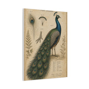 Victorian Scientific Peacock Study Wall Art & Canvas Print