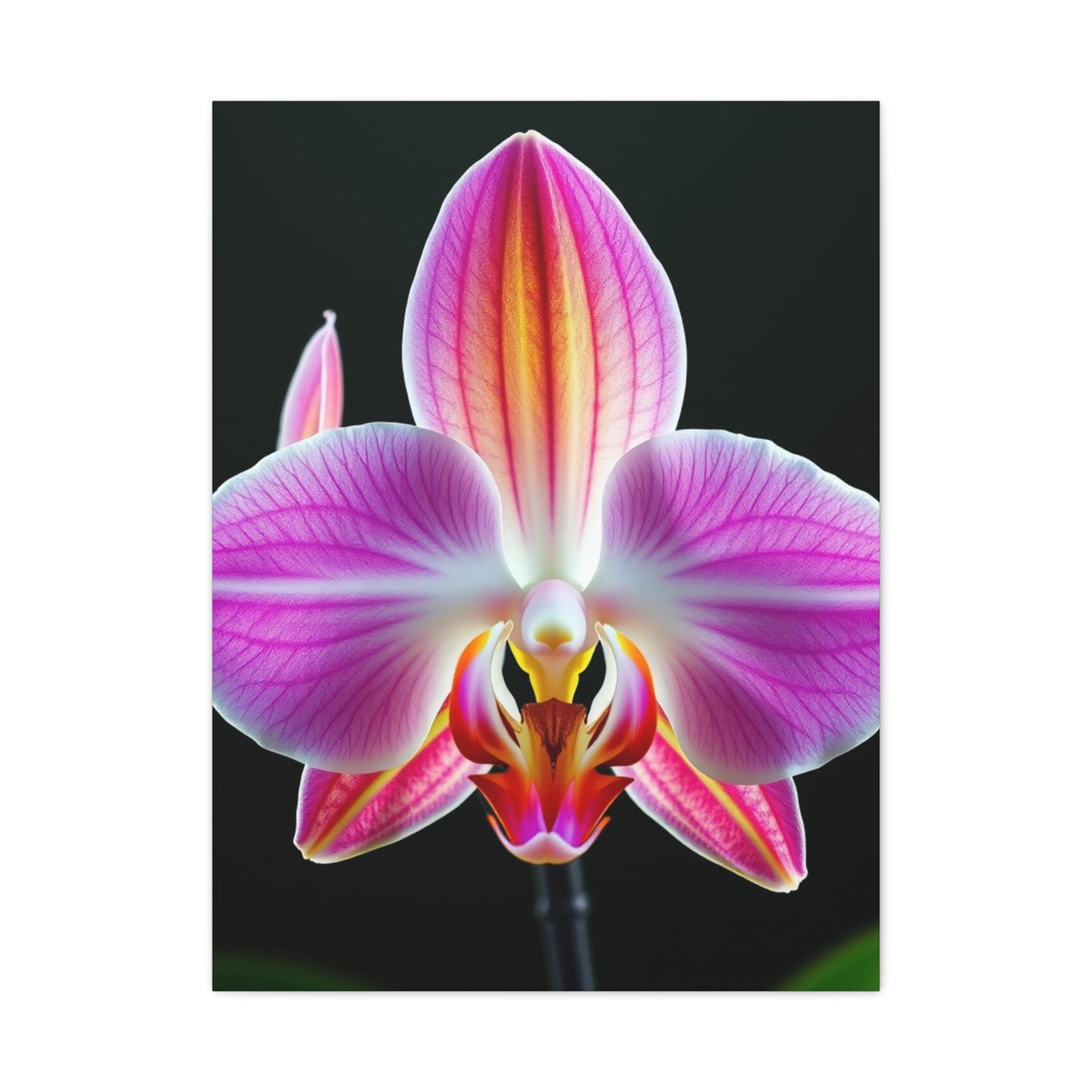 Orchid Flower Art Supreme Canvas Wall Art & Canvas Print