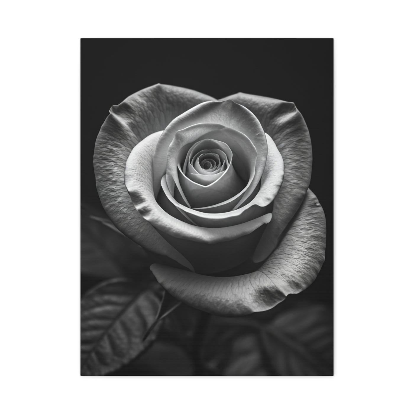 Classic Rose Close-Up Monochrome Wall Art & Canvas Prints