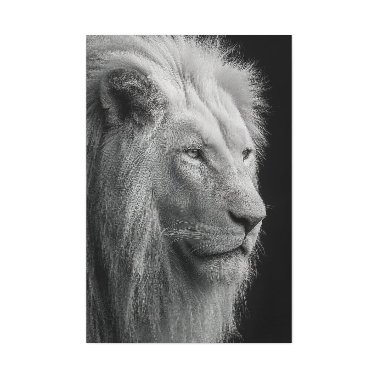 White Lion Monochrome Close Portrait Wall Art & Canvas Print