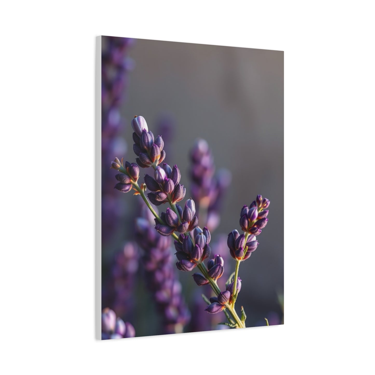 Lavender Herb Art Canvas Art 10 Wall Art & Canvas Print
