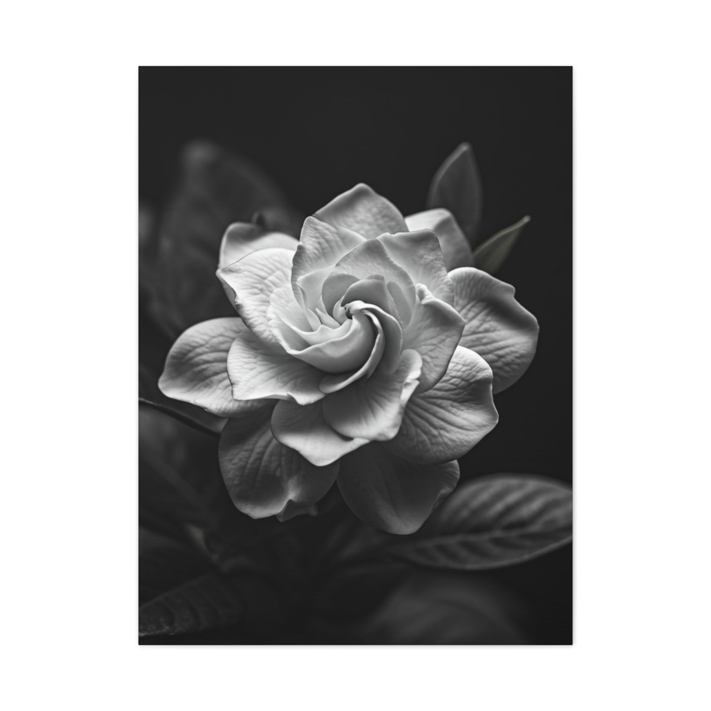 Timeless Garden Rose Portrait Wall Art & Canvas Prints