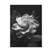 Timeless Garden Rose Portrait Wall Art & Canvas Prints
