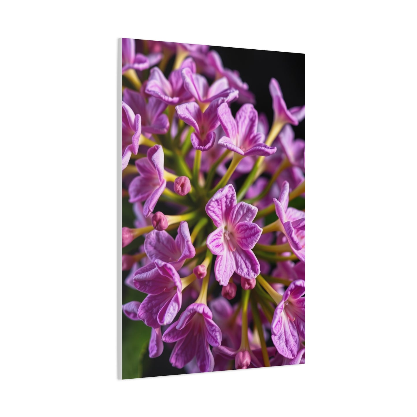 Collection Lilac Flower Art Art Wall Art & Canvas Print