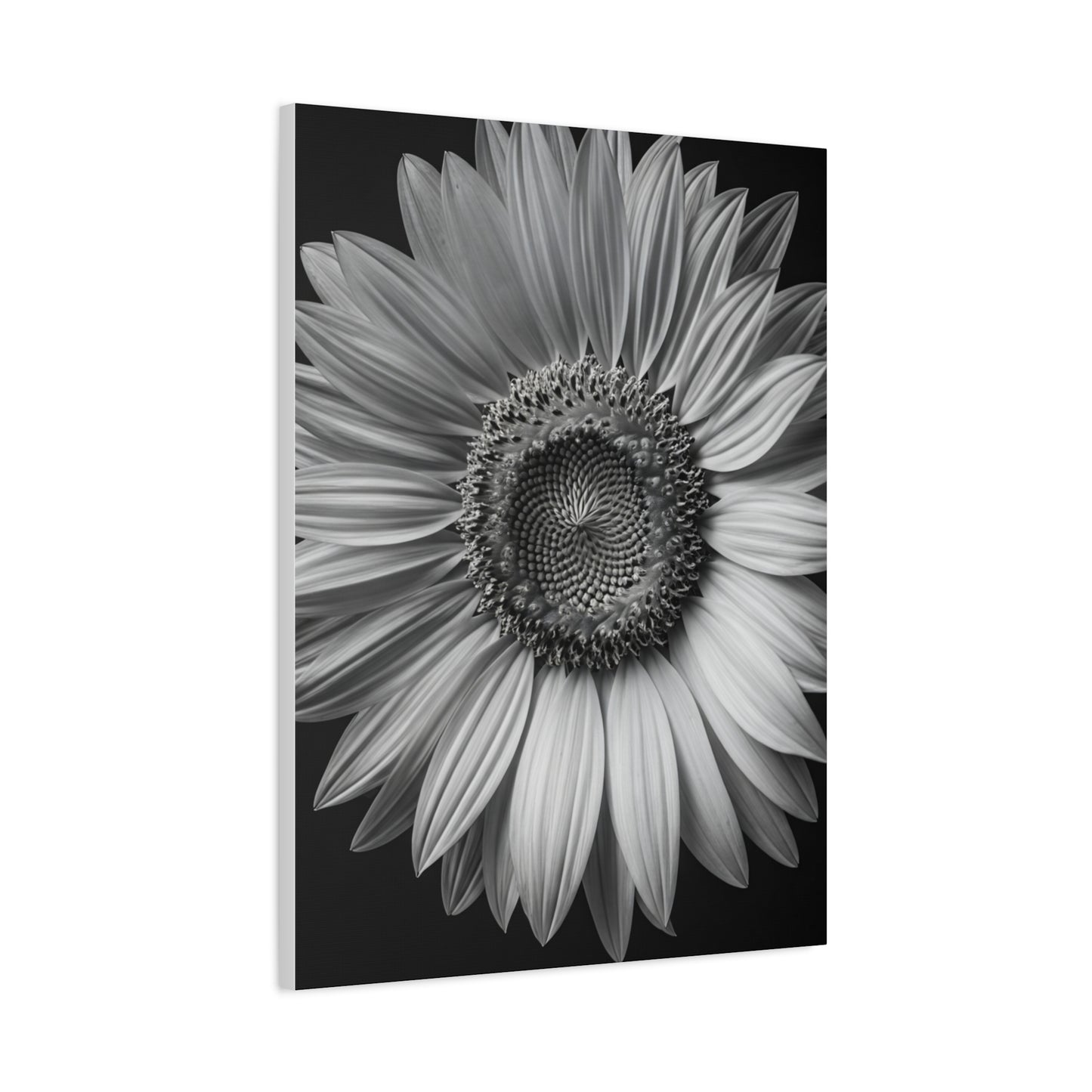 Velvet Orchid Bloom in Monochrome Wall Art & Canvas Prints