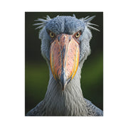 Majestic Shoebill Stork Close-Up Wall Art & Canvas Prints