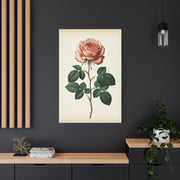 Vintage Rose Illustration Wall Art & Canvas Prints