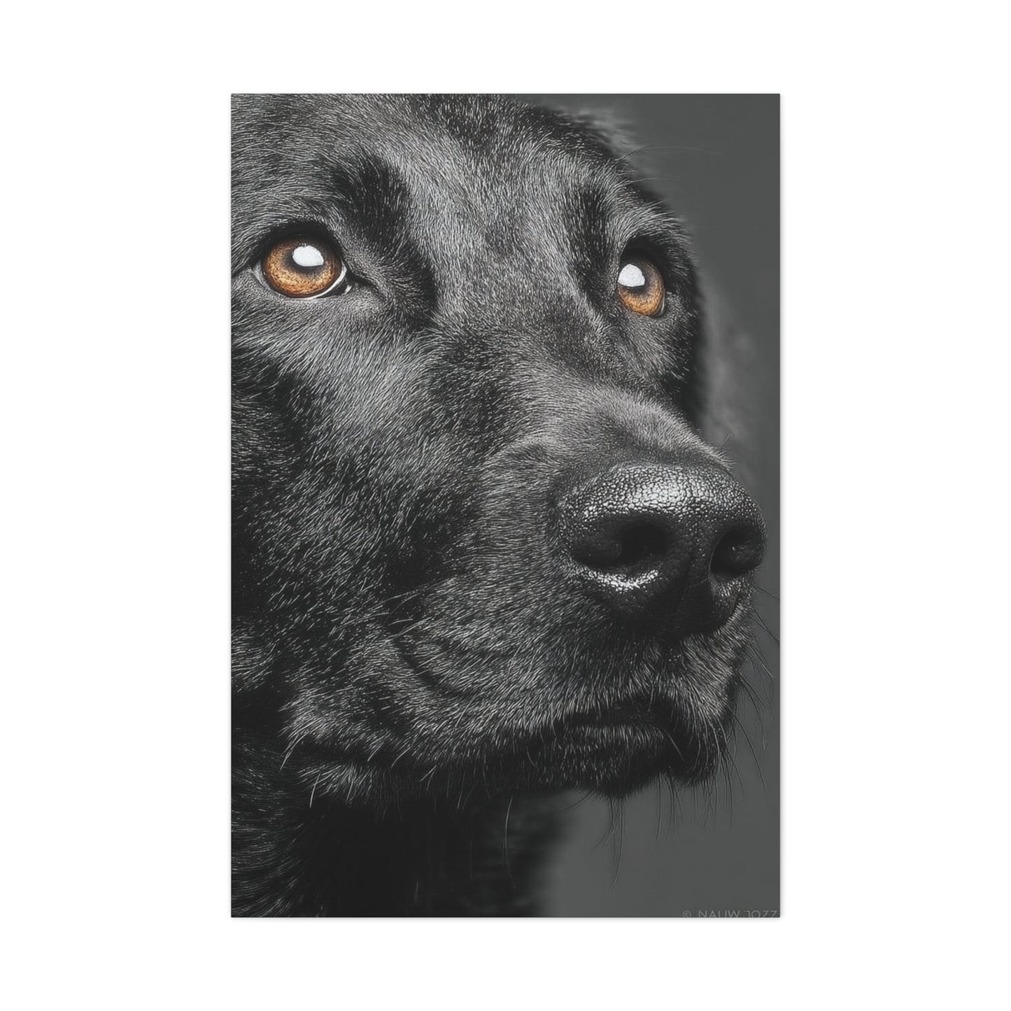Black Labrador Fine Art Close-Up Wall Art & Canvas Print