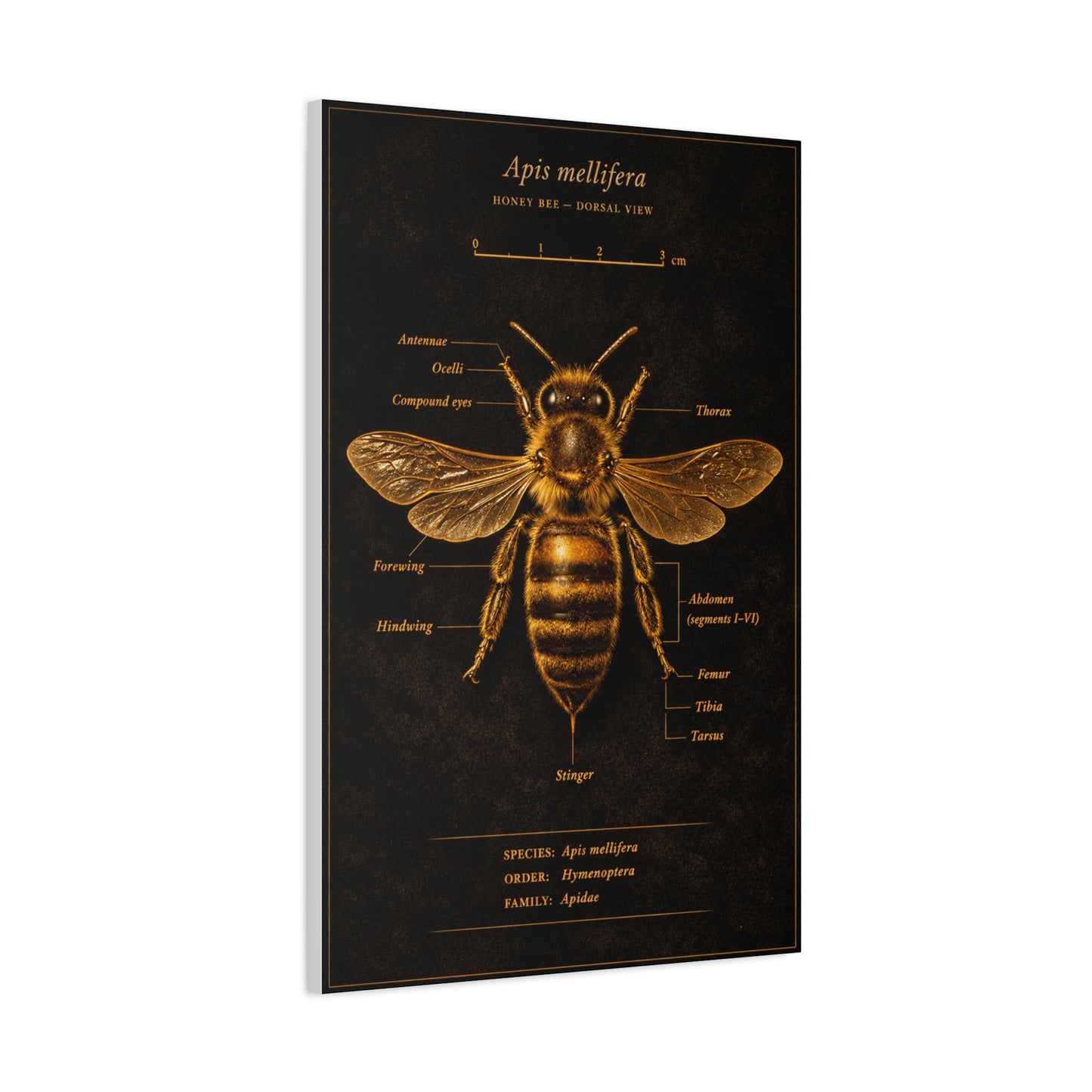 Gold Bee Entomology Study Wall Art & Canvas Print