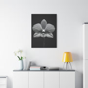 Orchid Serenity Study Wall Art & Canvas Prints