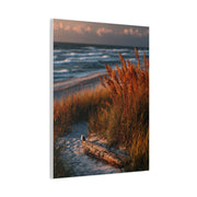 Golden Dune Driftwood Coastal Scene Wall Art & Canvas Print