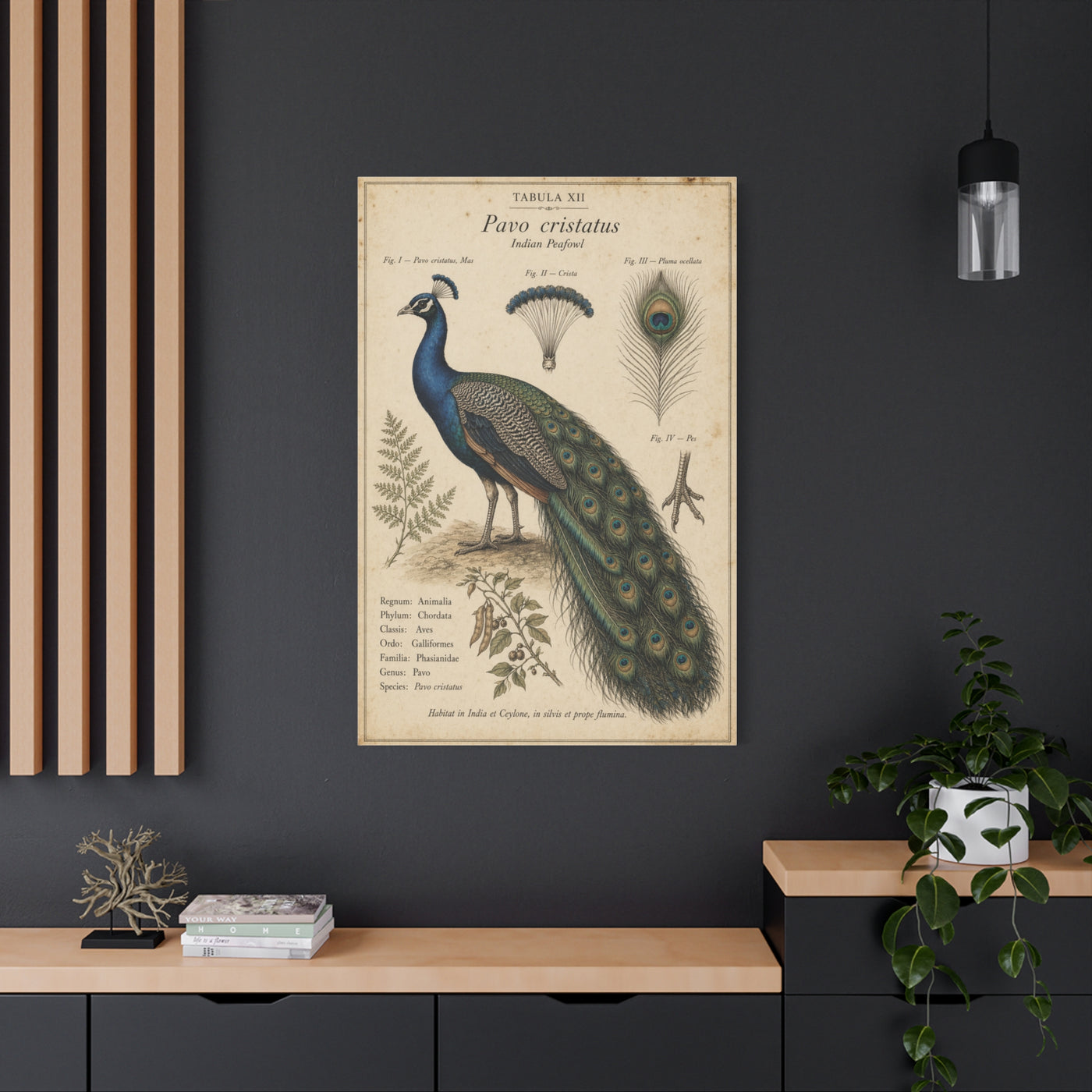 Antique Ornithology Peacock Illustration Wall Art & Canvas Print
