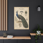 Antique Ornithology Peacock Illustration Wall Art & Canvas Print