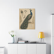 Victorian Scientific Peacock Study Wall Art & Canvas Print