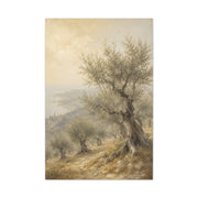 Mediterranean Olive Grove Light Trees Wall Art & Canvas Print