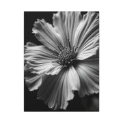 Dramatic Monochrome Cosmos Bloom Wall Art & Canvas Prints