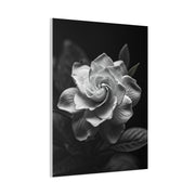 Timeless Garden Rose Portrait Wall Art & Canvas Prints