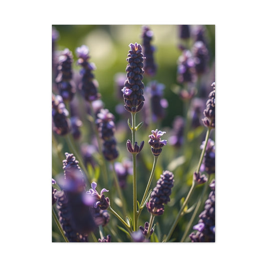 Lavender Herb Art Canvas Art 2 Wall Art & Canvas Print