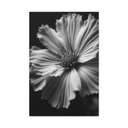 Dramatic Monochrome Cosmos Bloom Wall Art & Canvas Prints