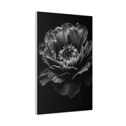Layered Peony in Soft Shadow Wall Art & Canvas Prints