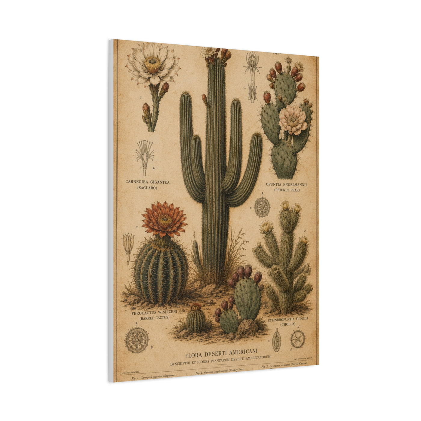 Vintage Desert Botanical Study Southwest Wall Art & Canvas Print