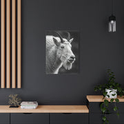 Alpine Goat Portrait Wall Art & Canvas Prints