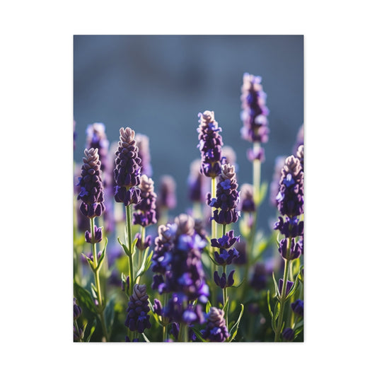 Lavender Herb Art Canvas Art 3 Wall Art & Canvas Print