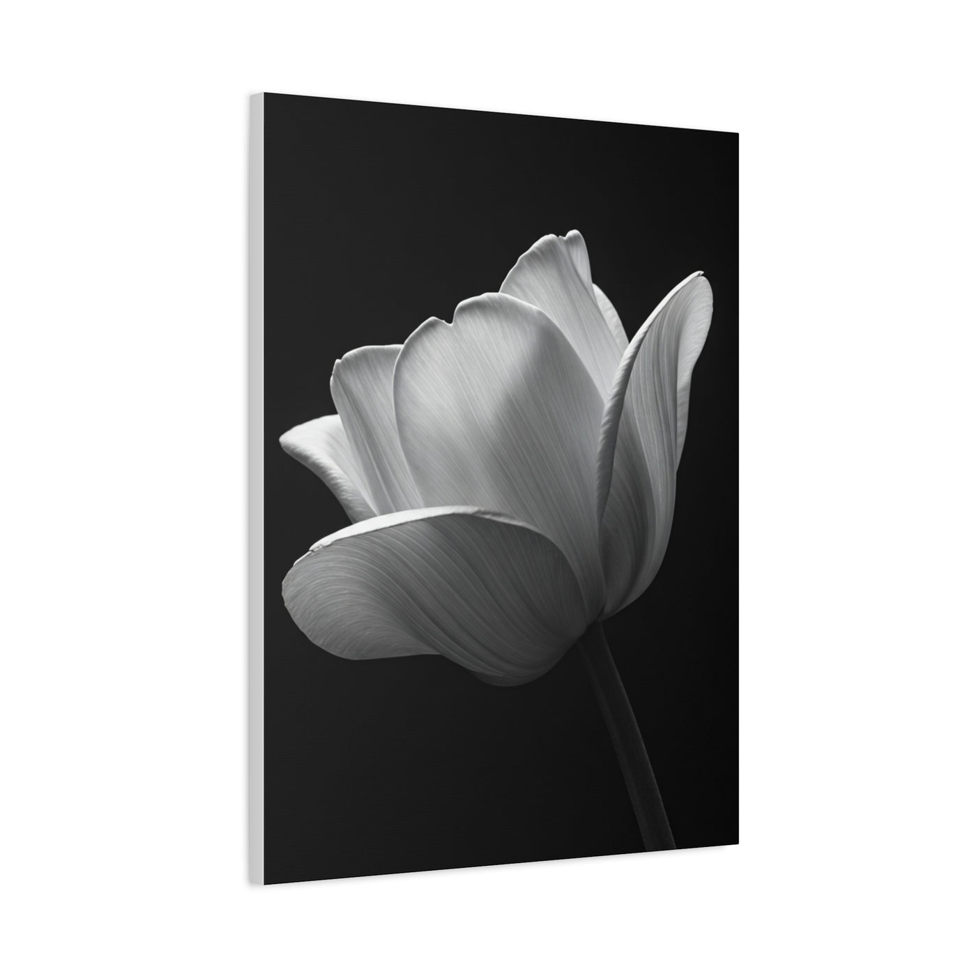 Orchid Symmetry in Black & White Wall Art & Canvas Prints
