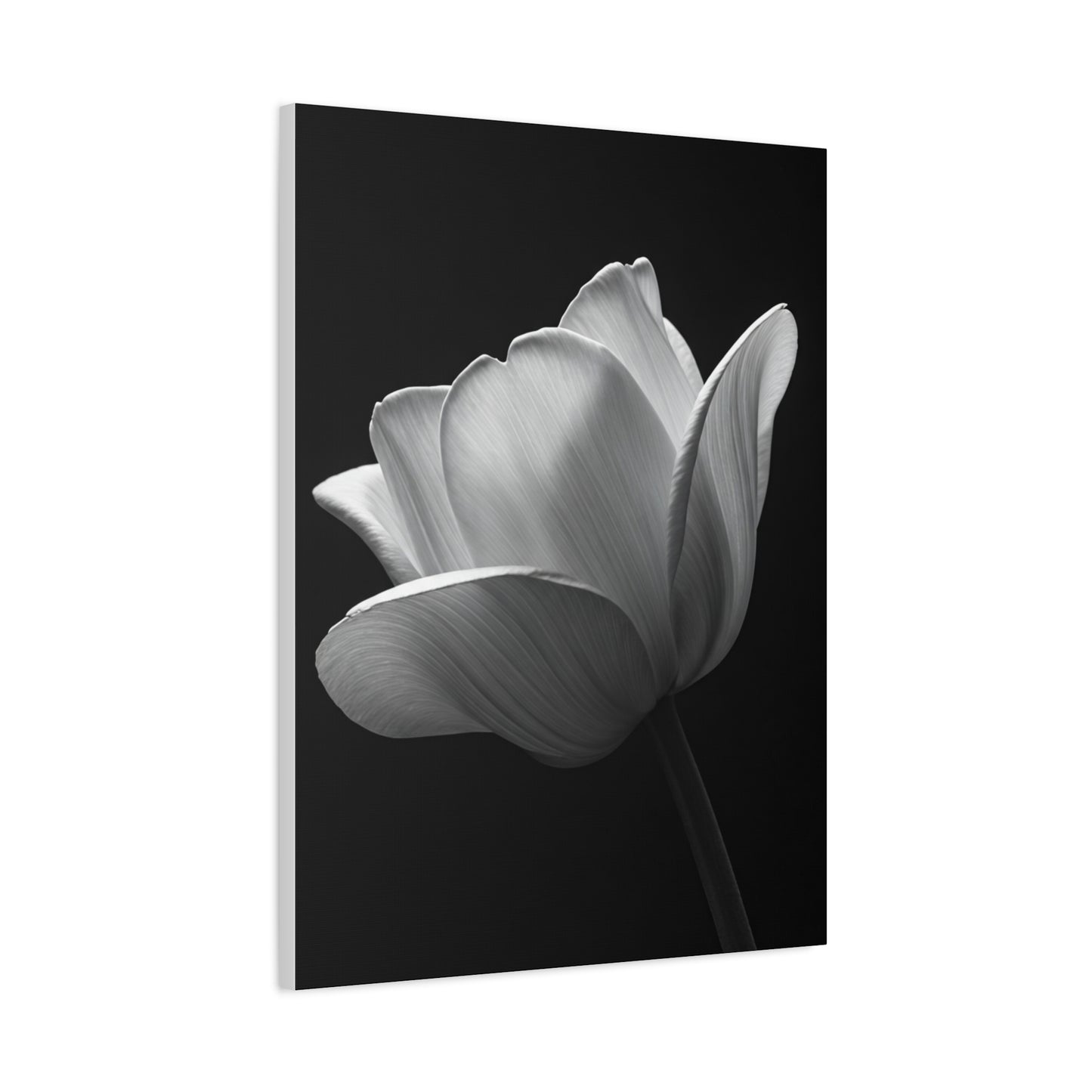 Orchid Symmetry in Black & White Wall Art & Canvas Prints