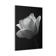 Orchid Symmetry in Black & White Wall Art & Canvas Prints