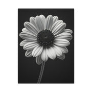Bold Daisy Contrast Portrait Wall Art & Canvas Prints