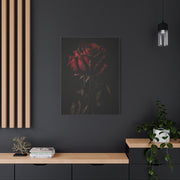 Dark Crimson Rose Still Life Wall Art & Canvas Print
