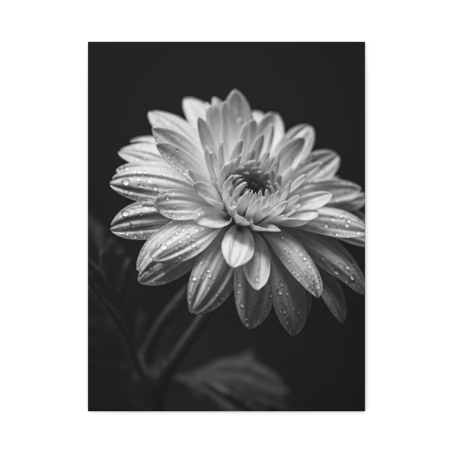 Peony Elegance in Monochrome Wall Art & Canvas Prints