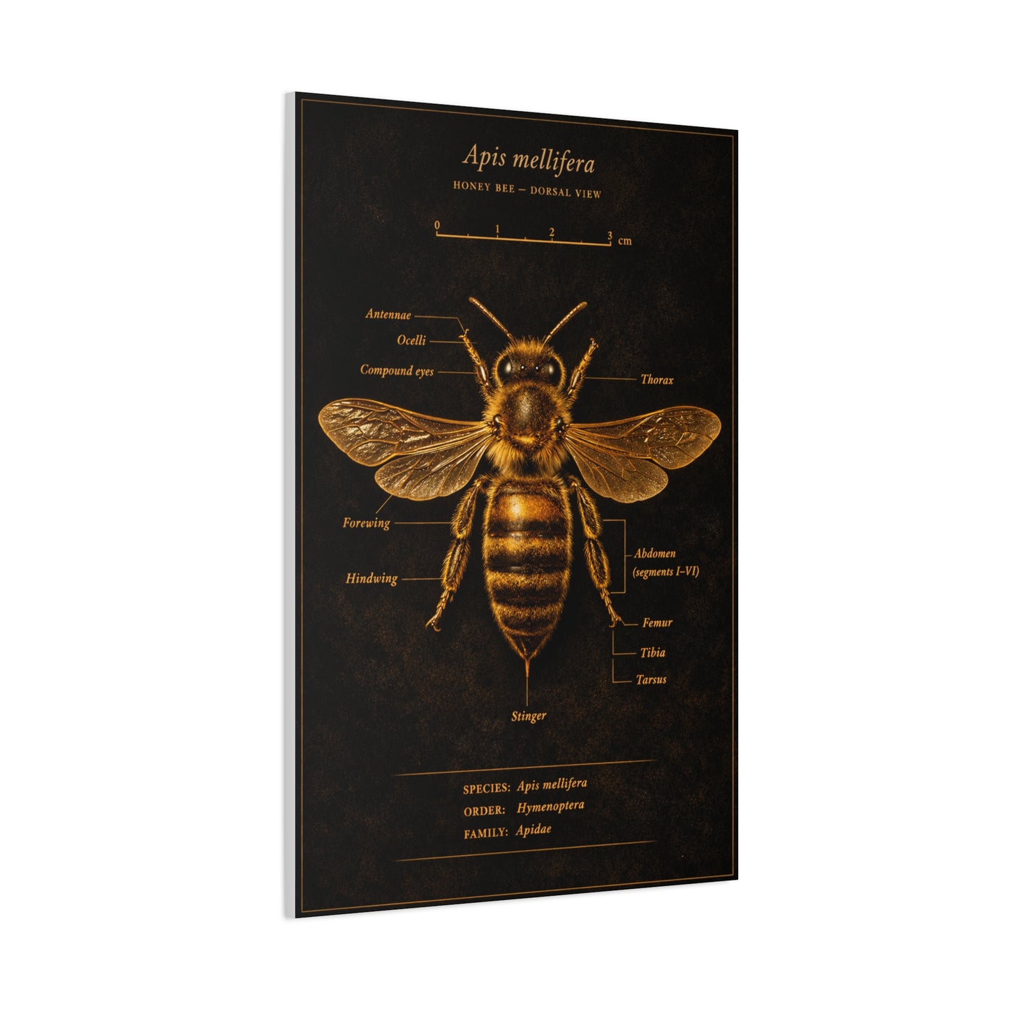 Gold Bee Entomology Study Wall Art & Canvas Print