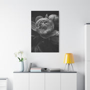 Peony Close-Up in Black and White Wall Art & Canvas Prints